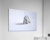 JBS 9366 Impression acrylique