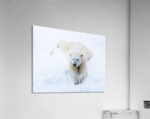 JBS 8373 Acrylic Print