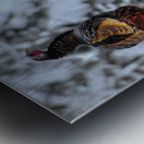 DSC 5553  Metal print