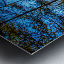 JBS 7909  Metal print