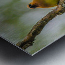 JBS 2137 Metal print