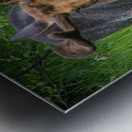 JBS 2499 Metal print