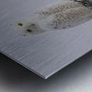 DSC 1897 Metal print