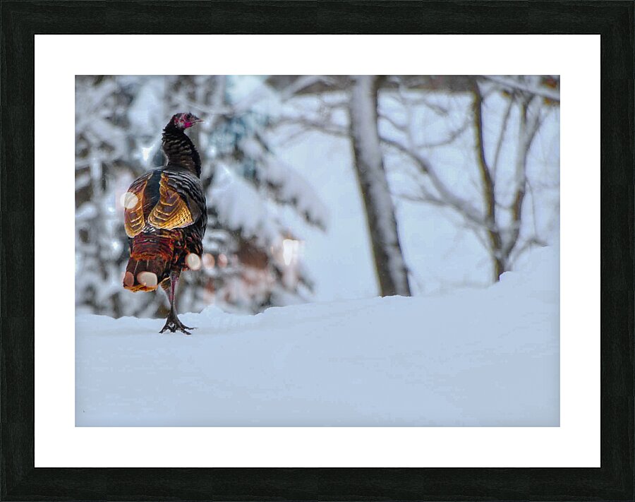 DSC 5553  Picture Frame print