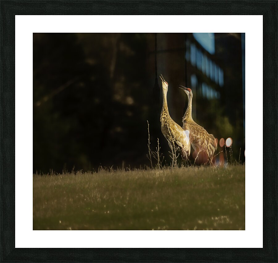 JBS 0918 Picture Frame print