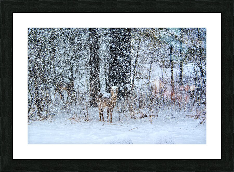 JBS 0383  Picture Frame print