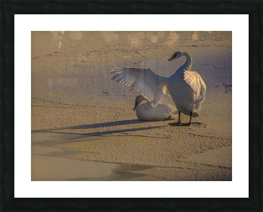 DSC 5806  Impression et Cadre photo