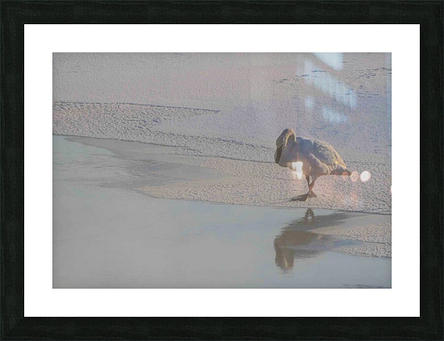 DSC 5823  Picture Frame print