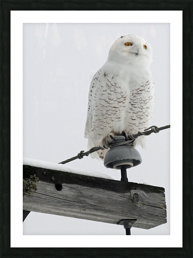 DSC 1902  Picture Frame print