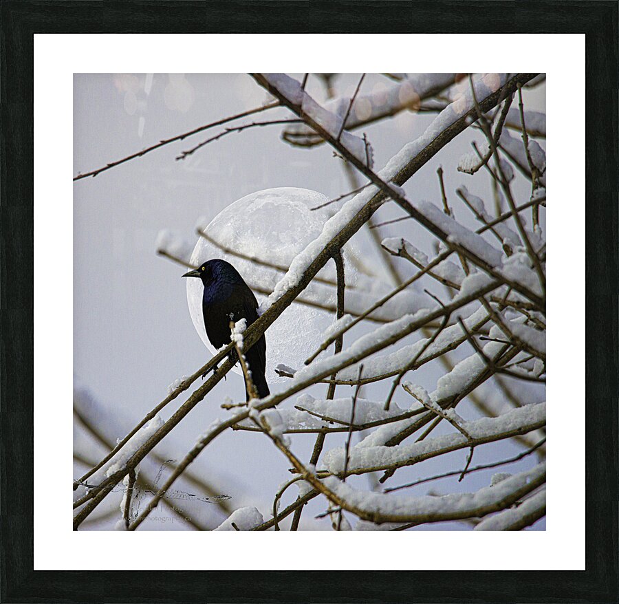 JBS 0164  Impression et Cadre photo