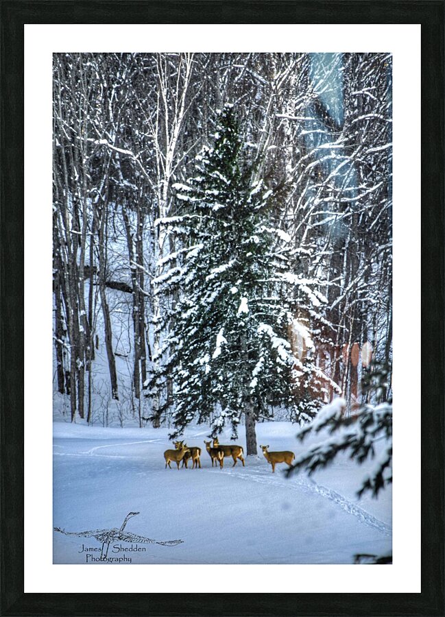 DSC 5638  Picture Frame print