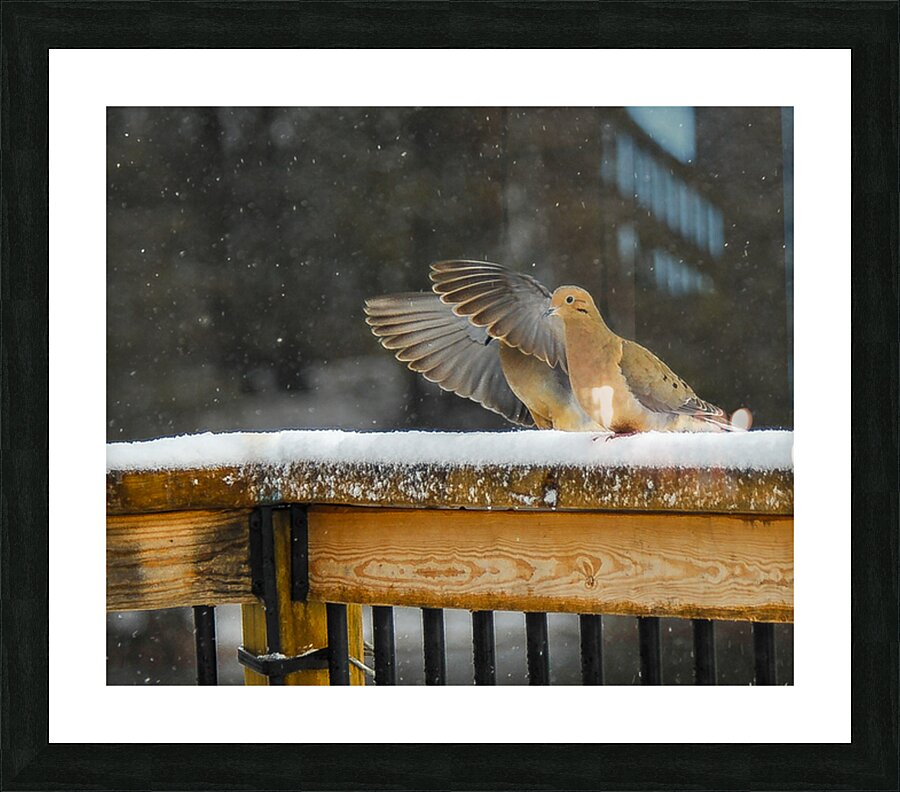  JBS9534 Picture Frame print