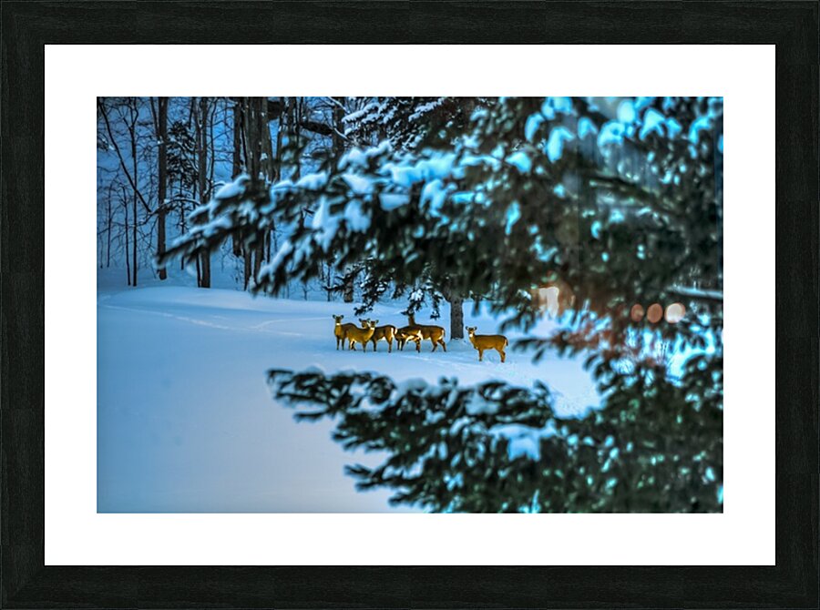 DSC 5646  Picture Frame print