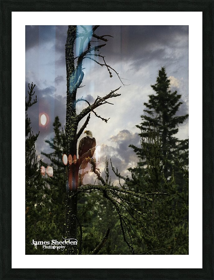 Eagle-Gogama Impression et Cadre photo
