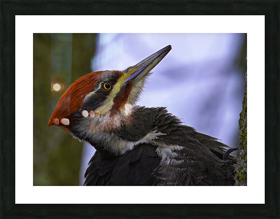 JBS 5301  Picture Frame print