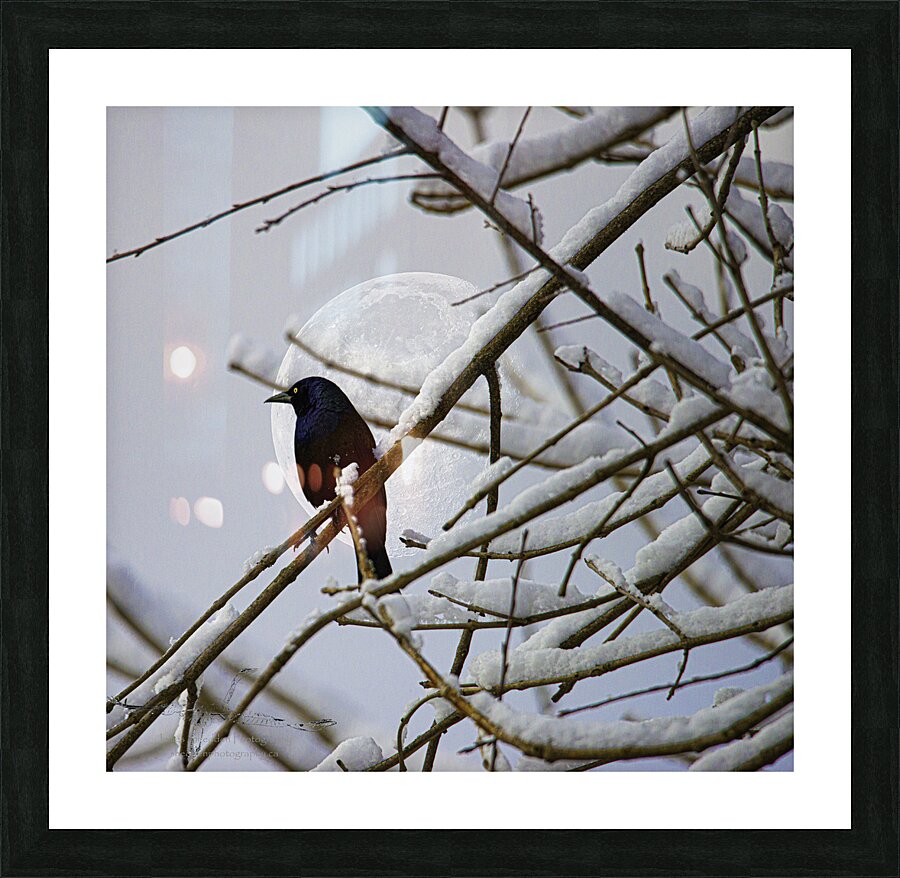 JBS 0164  Impression et Cadre photo