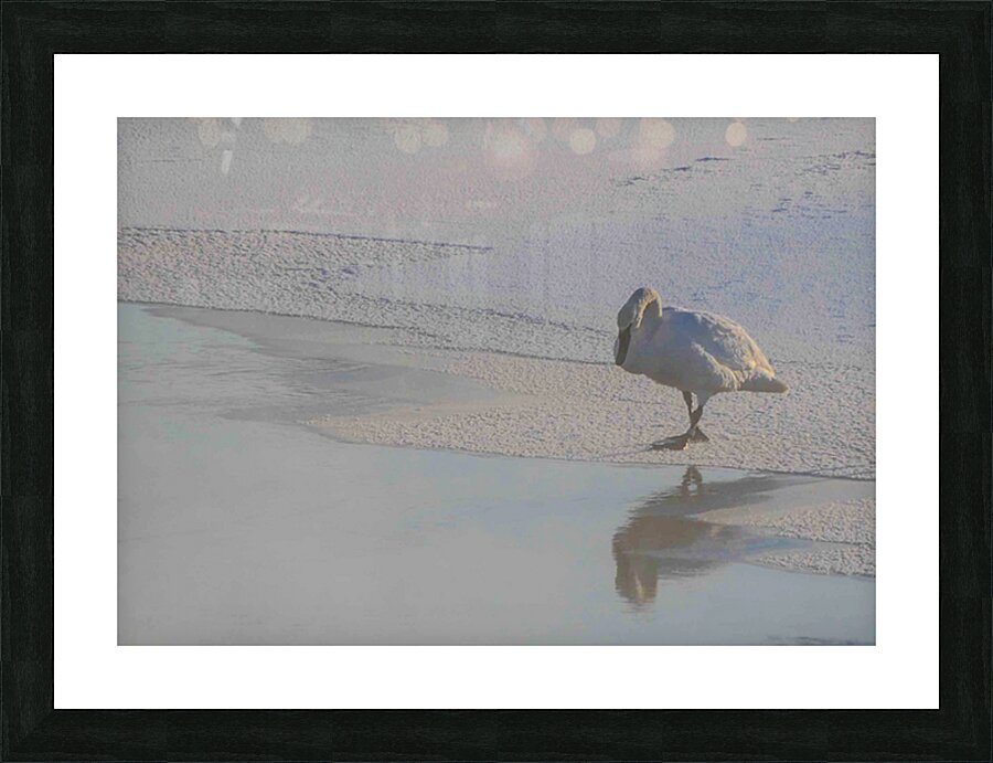 DSC 5823 Picture Frame print