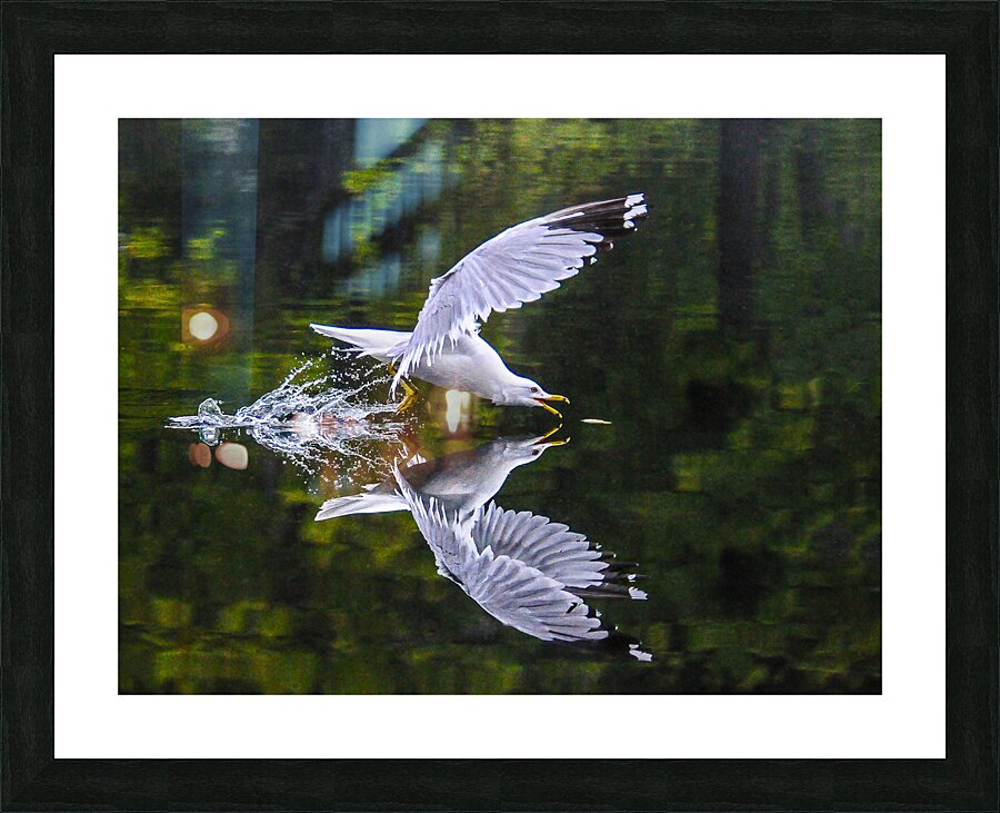  1seagull Picture Frame print
