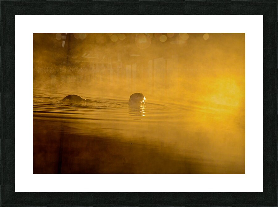 DSC 1717 Picture Frame print