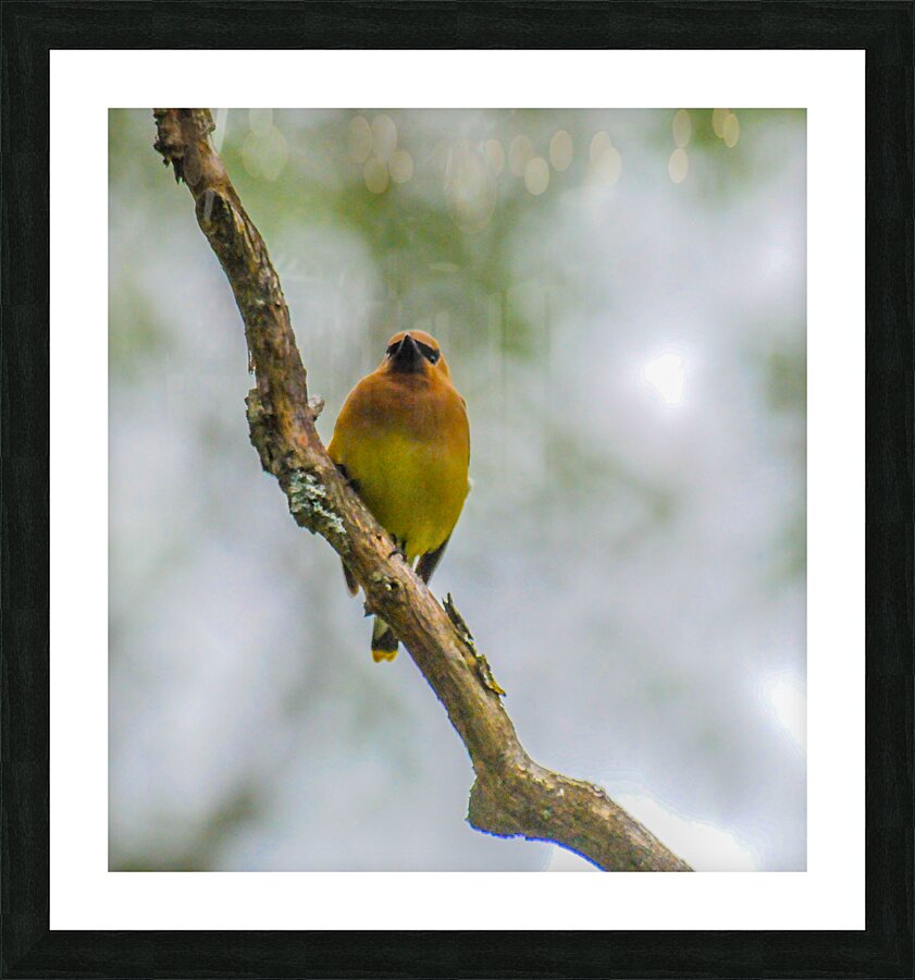 JBS 2137 Picture Frame print