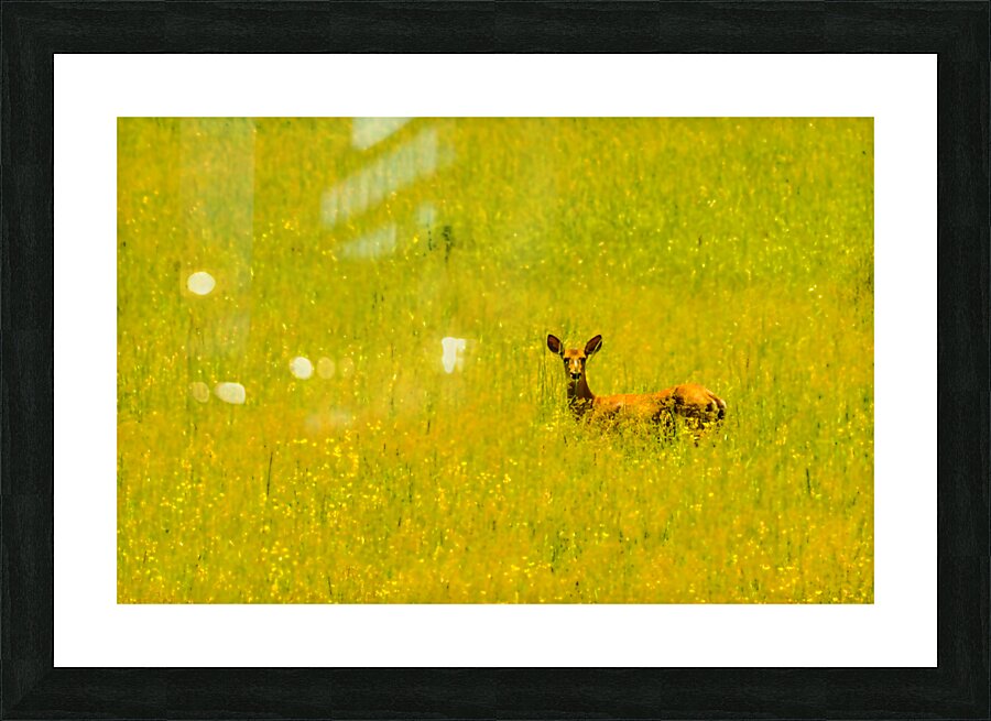 JBS 3007 Picture Frame print