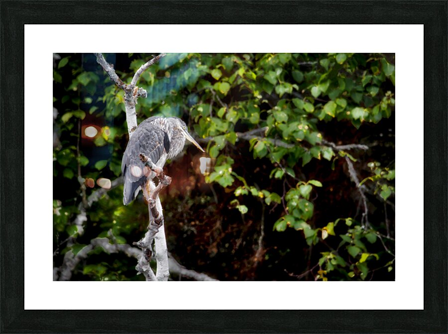 JBS 3072 Picture Frame print