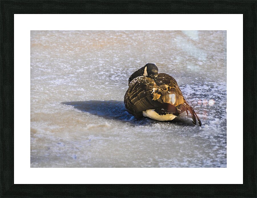 DSC 2285 Picture Frame print