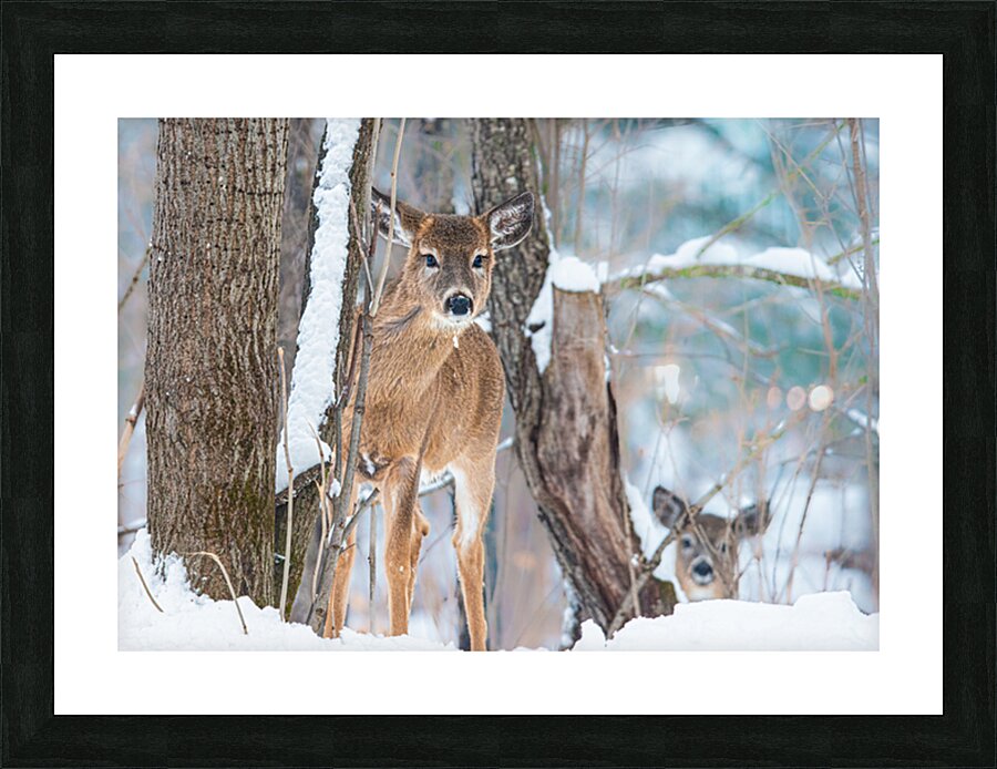 JBS 8854 Impression et Cadre photo