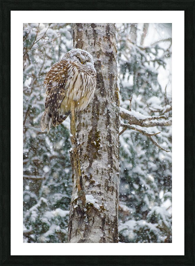 JBS 4998 Picture Frame print