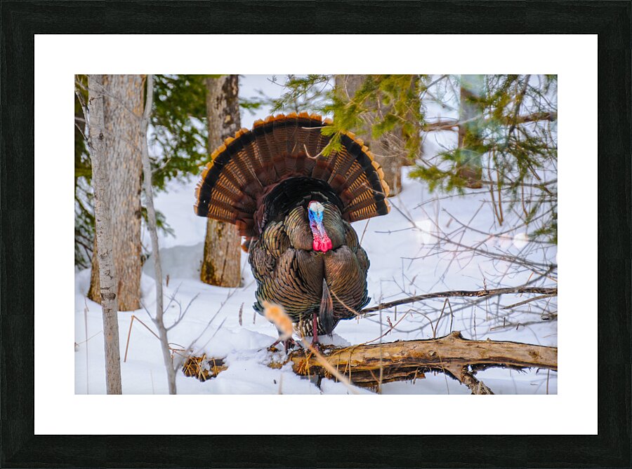 JBS 5958 Impression et Cadre photo