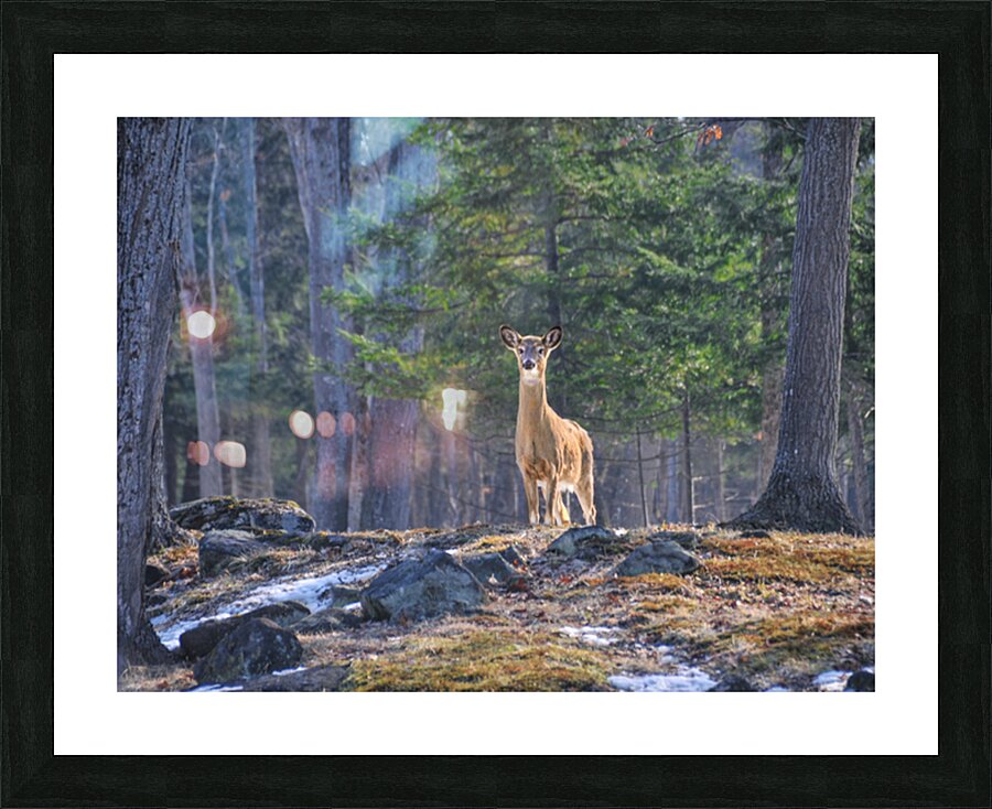 JBS 8417 Picture Frame print