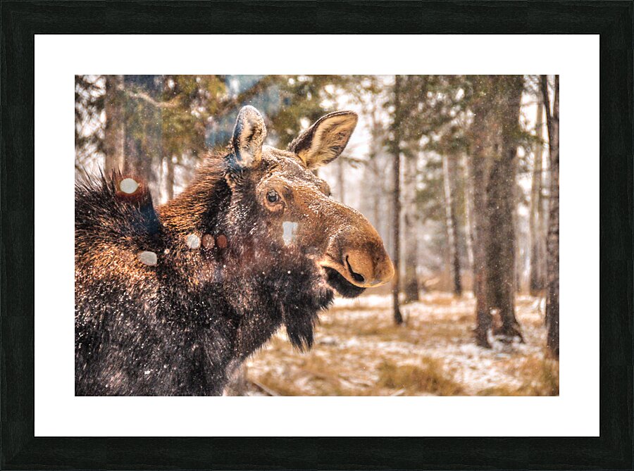 JBS 4902  Picture Frame print