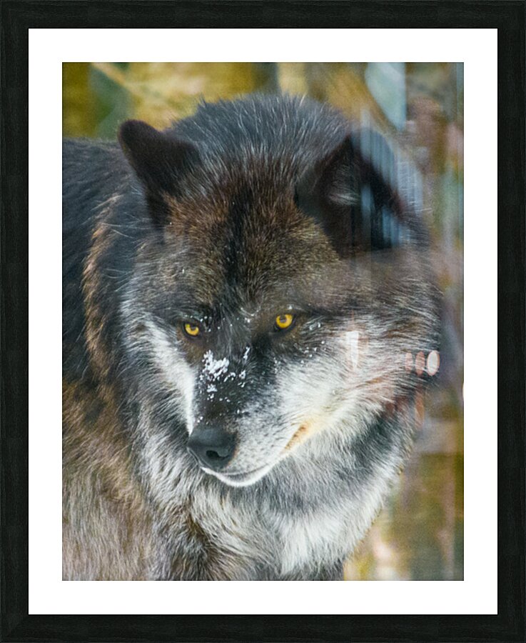 JBS 9093 Impression et Cadre photo