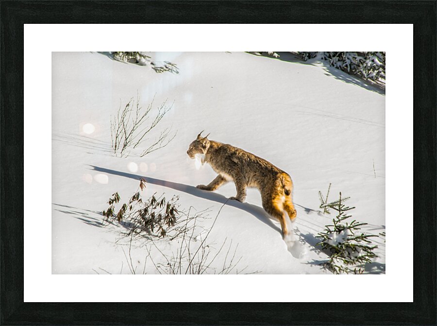 JBS 8781 Picture Frame print