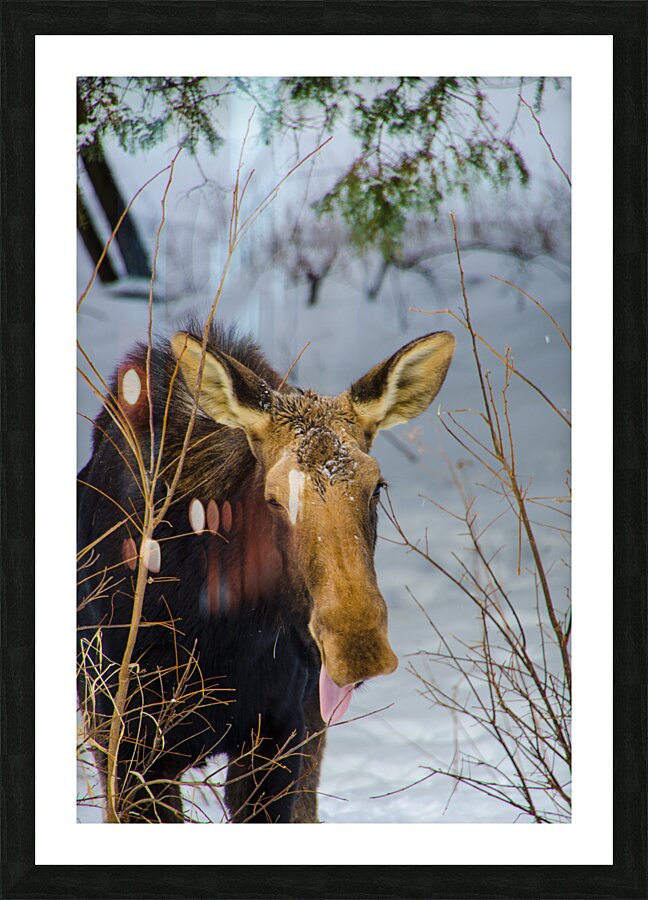 JBS 4767 Impression et Cadre photo
