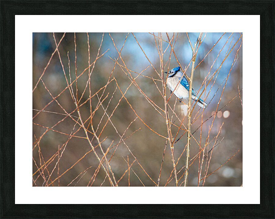 JBS 8279 Picture Frame print