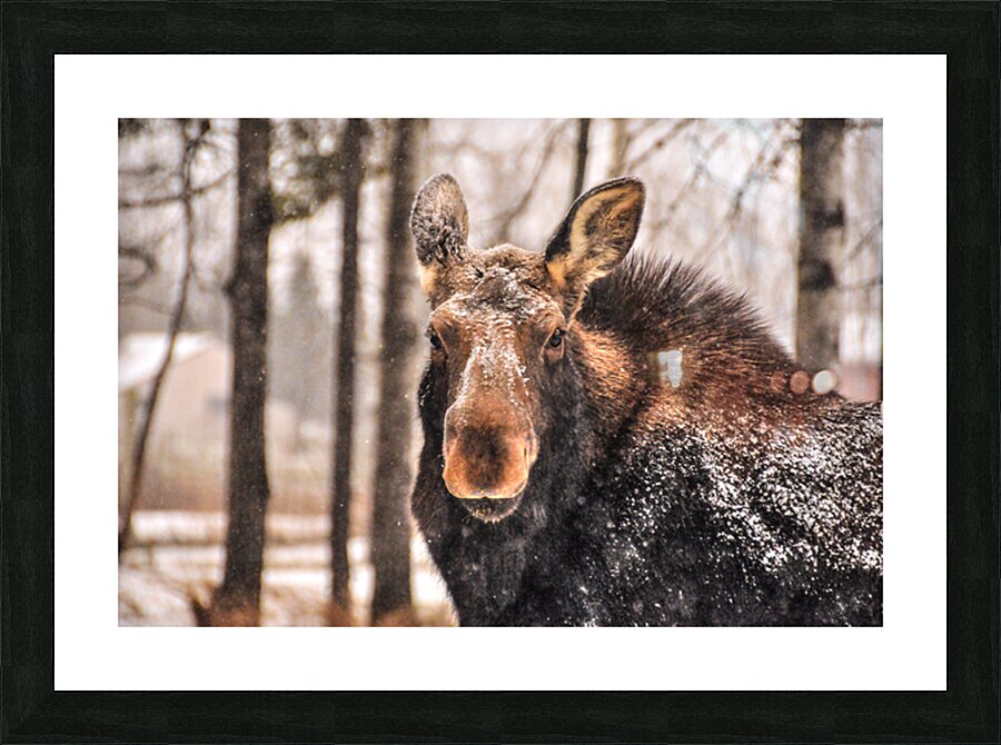 JBS 4896  Impression et Cadre photo