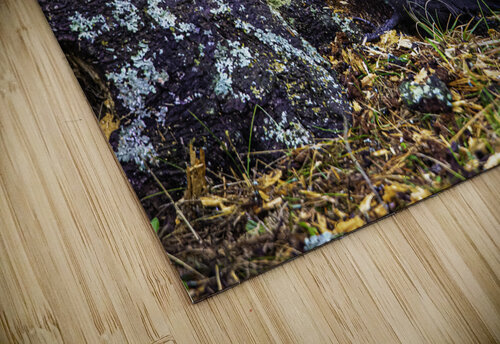 JBS 9742 1 James Shedden Photography puzzle