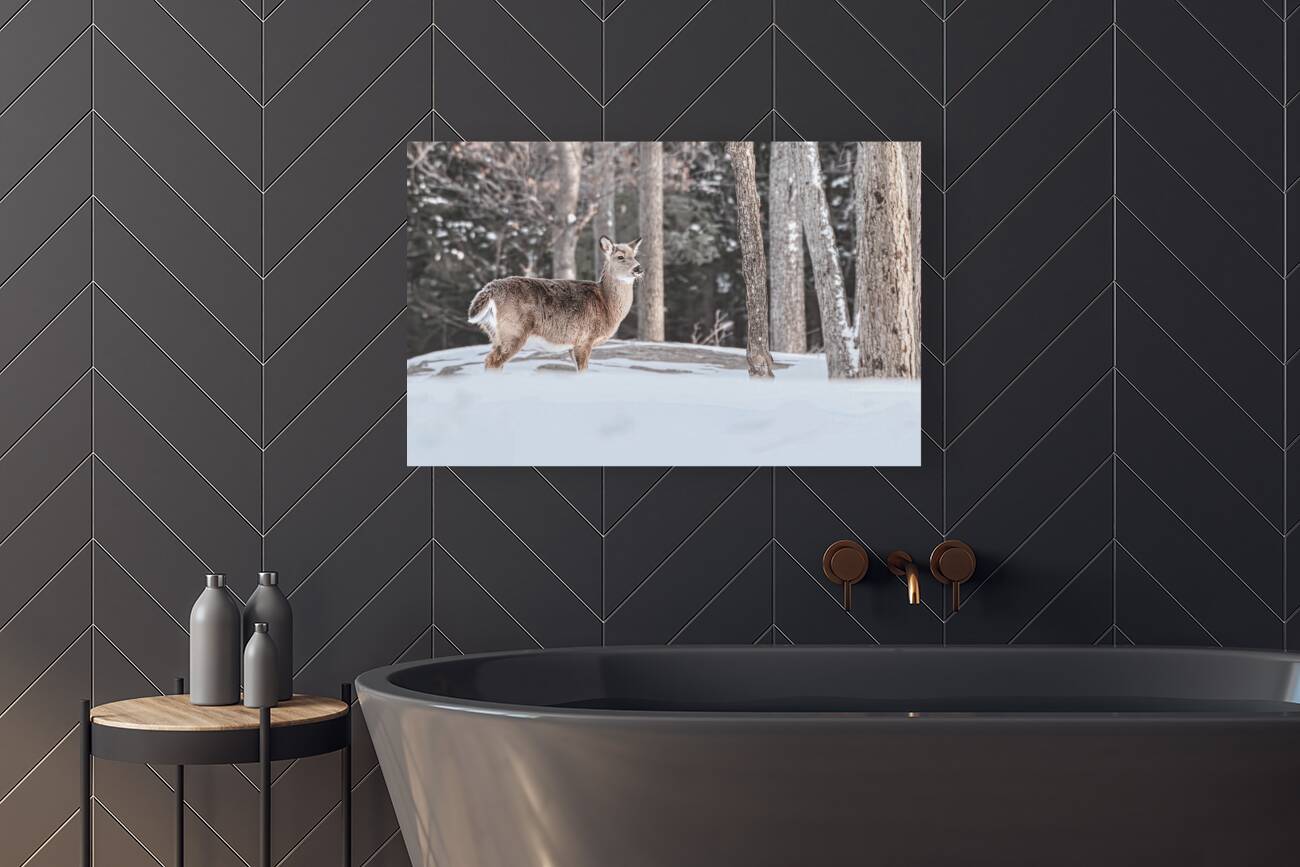 JBS 5494  Reproduction