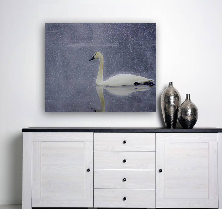 JBS 4477 Reproduction