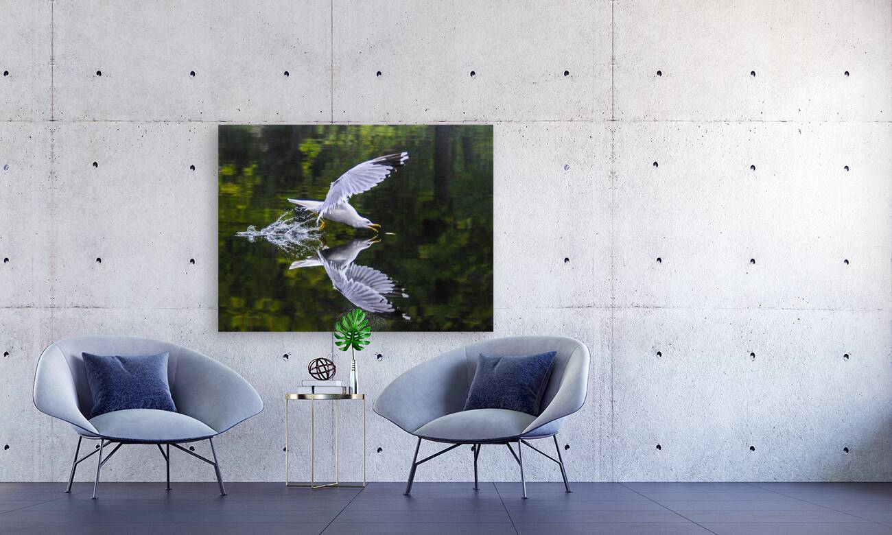  1seagull Reproduction