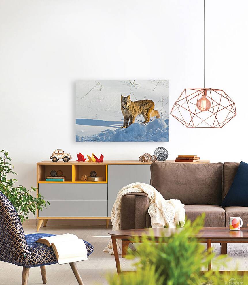 JBS 8771 Reproduction