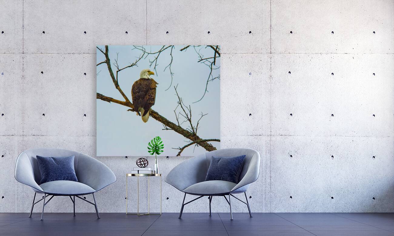 JBS 9645 Reproduction