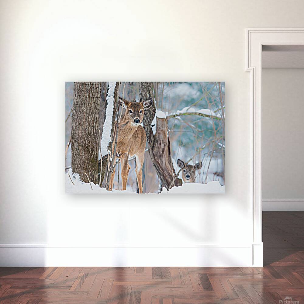 JBS 8854 Reproduction