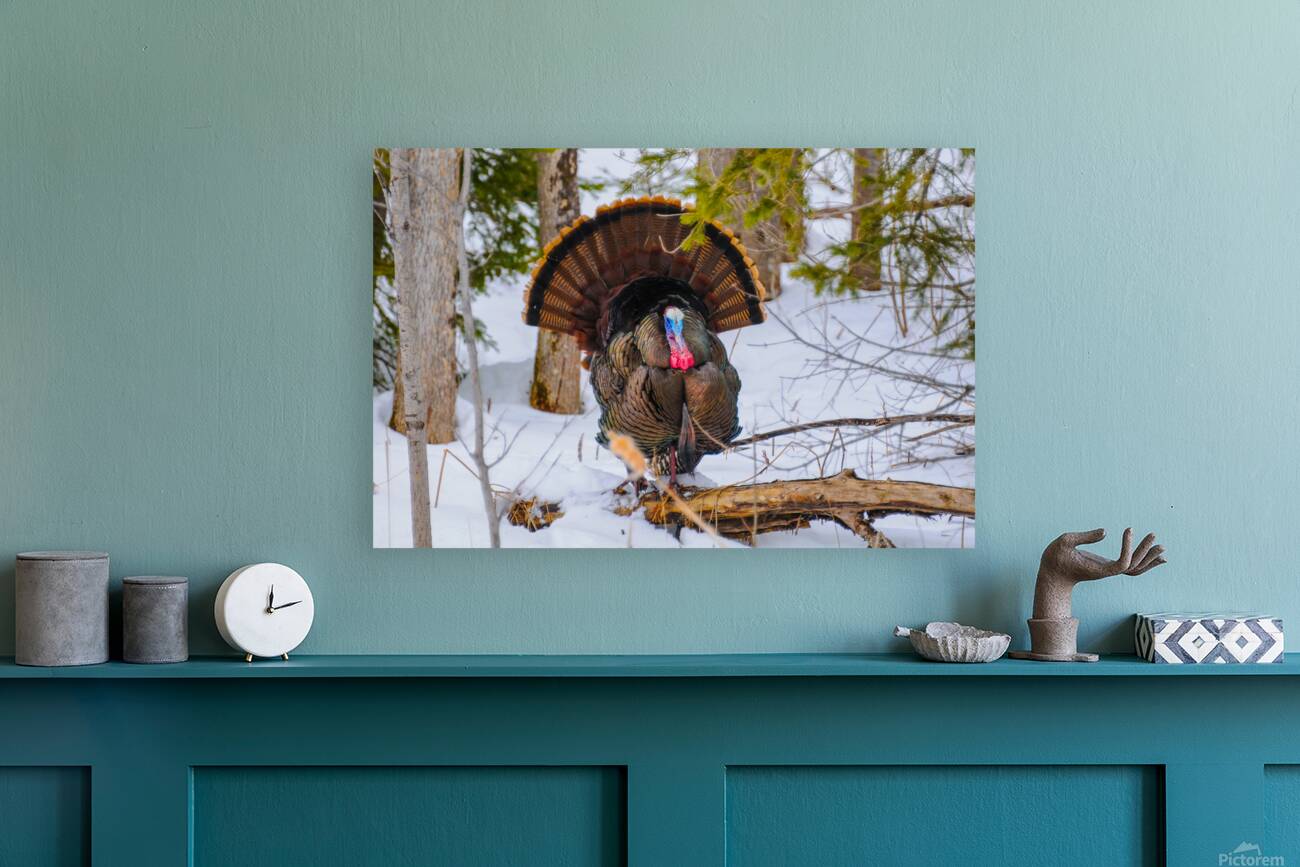 JBS 5958 Reproduction