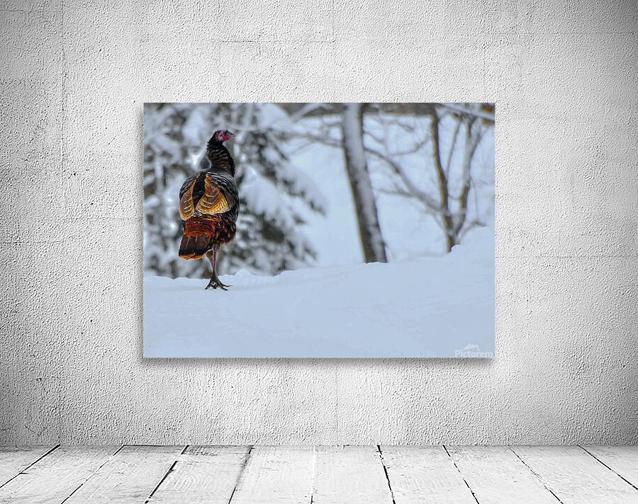 DSC 5553  Wall Preview