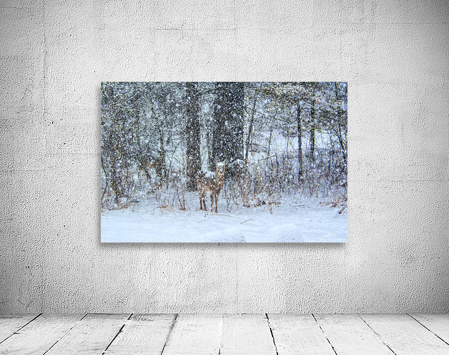 JBS 0383  Wall Preview