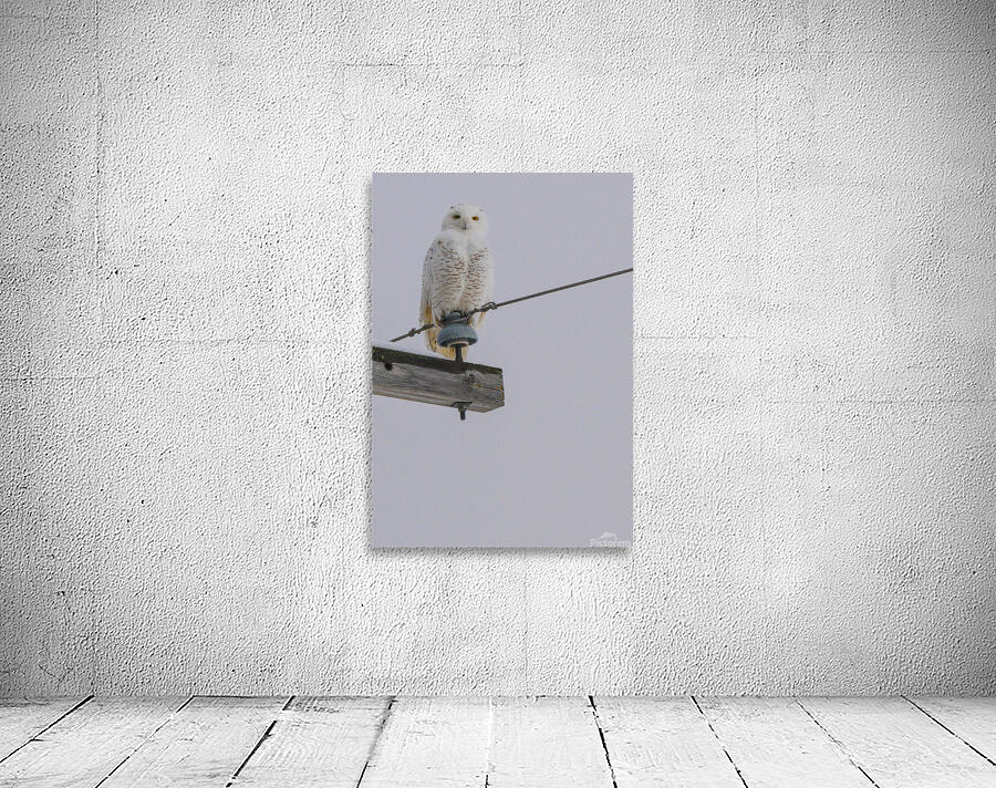 DSC 1897 Wall Preview