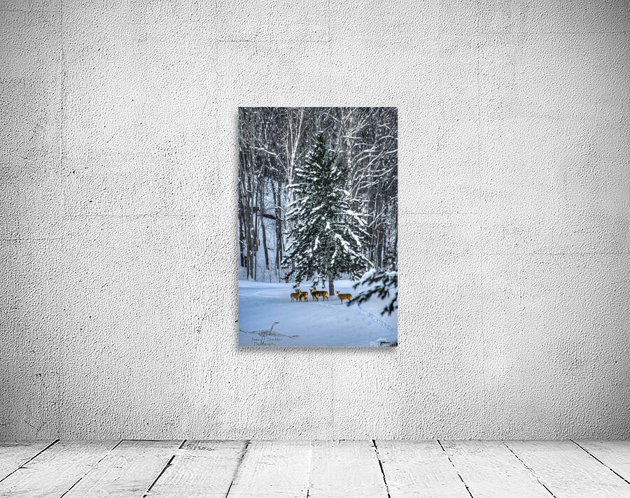 DSC 5638  Wall Preview