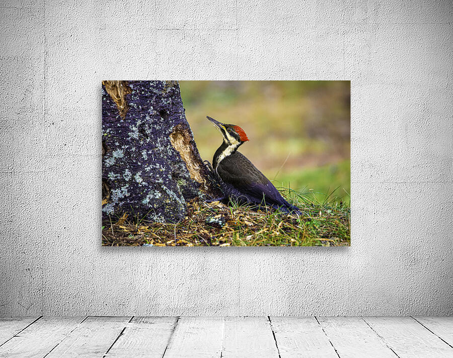 JBS 9742 1 Wall Preview